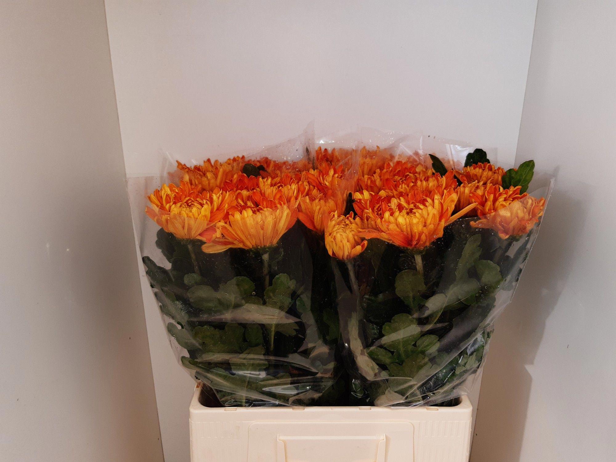 40x Chrysant astro g 60cm