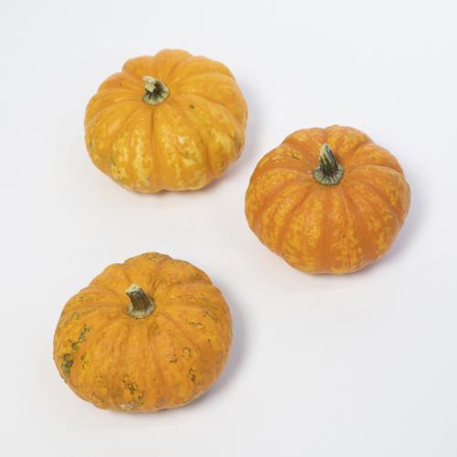 15x Sf cucurbita jack be little