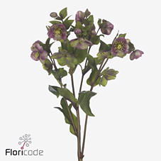 10x Helleborus cassic grace 30cm
