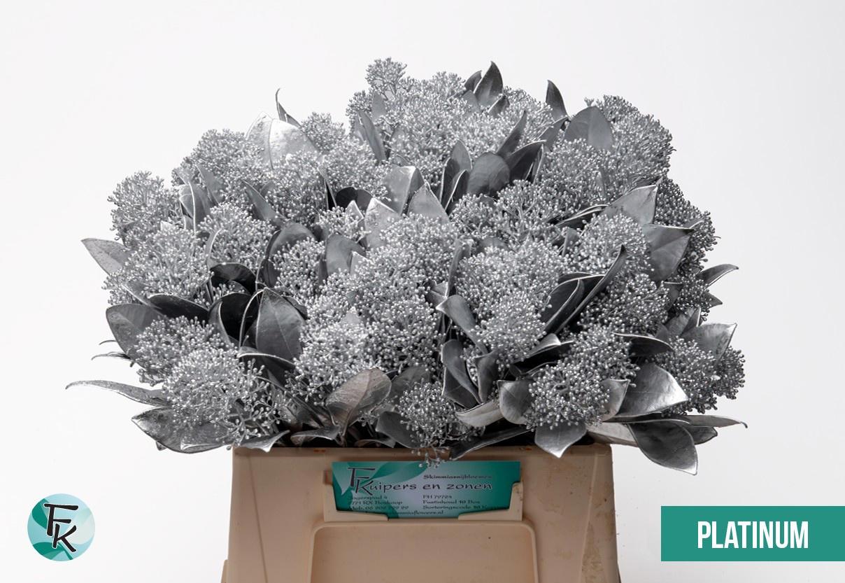 5x Skimmia platina 40cm