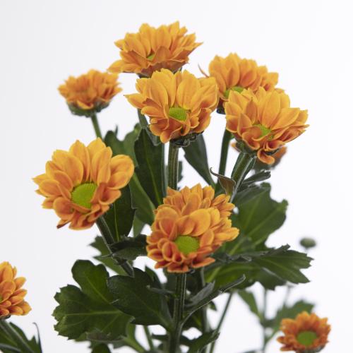 25x Chrysant san.insta 50cm