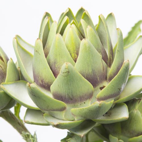 12x Cynara green globe 80cm