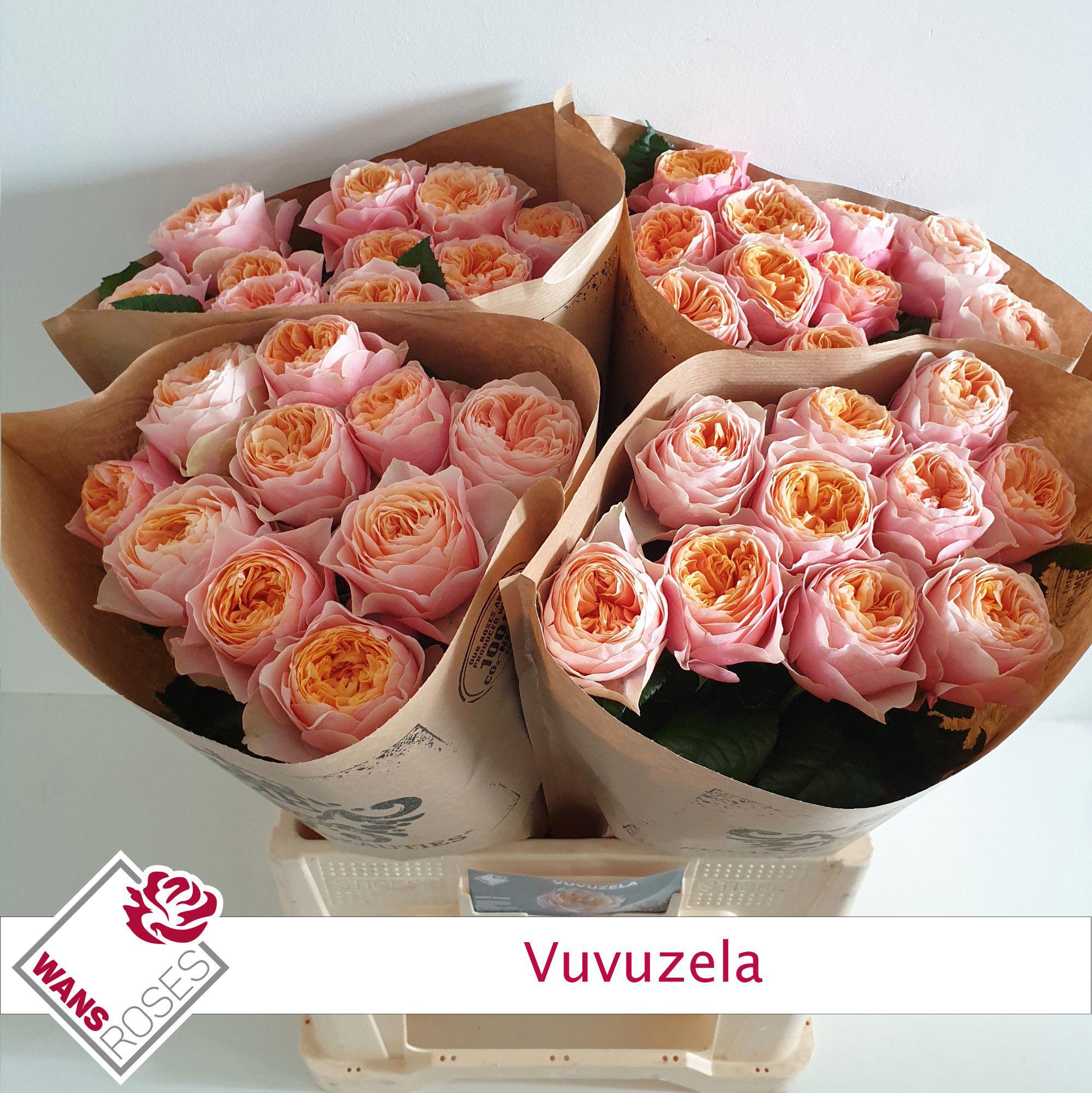 10x Rosa vuvuzela 60cm