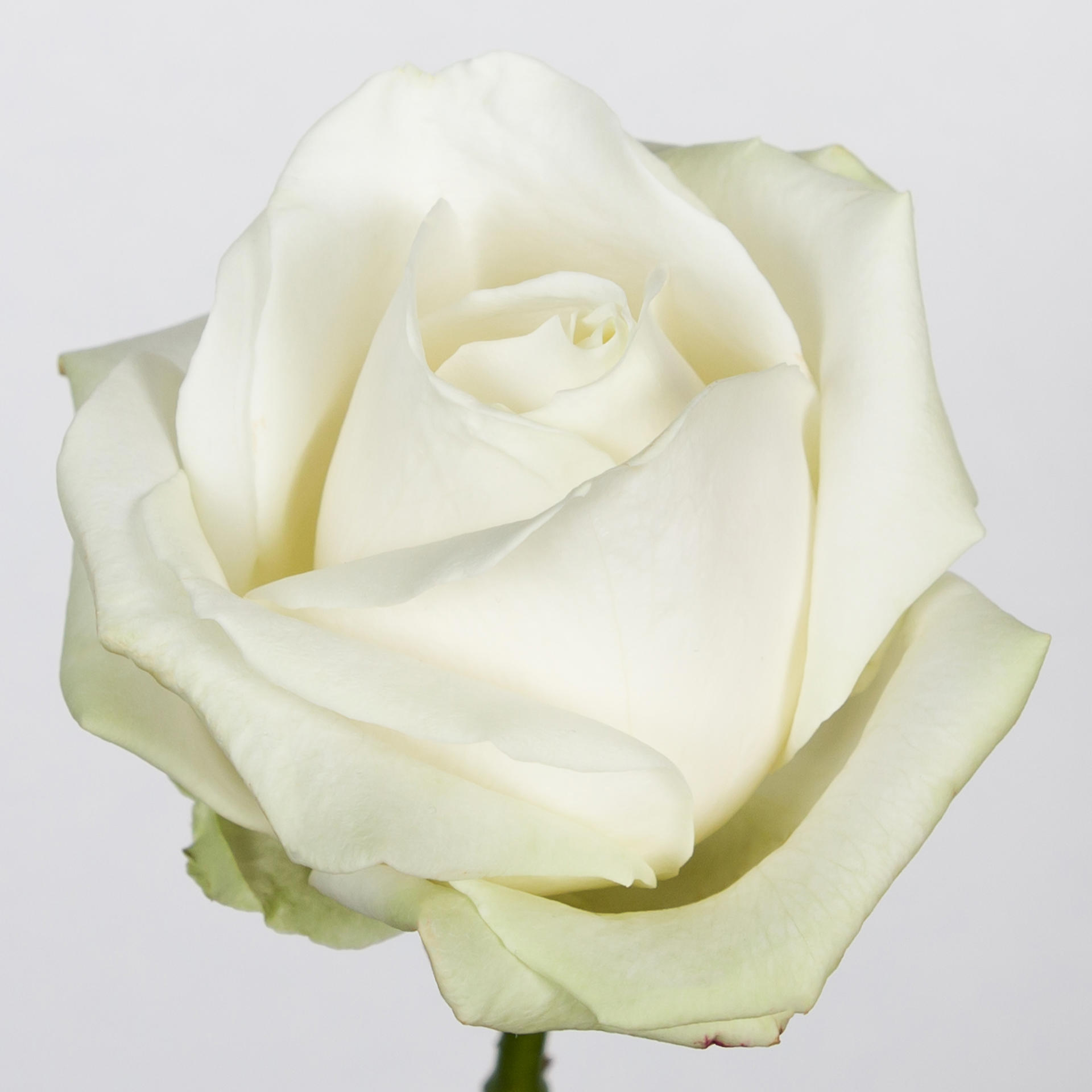 10x Rosa avalanche+ 60cm