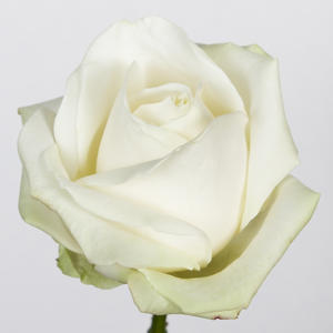 10x Rosa avalanche+ 60cm