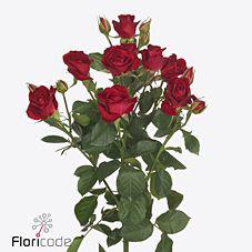 10x Rosa tr. dominica 50cm