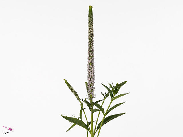 25x Veron.clea roswitha 60cm