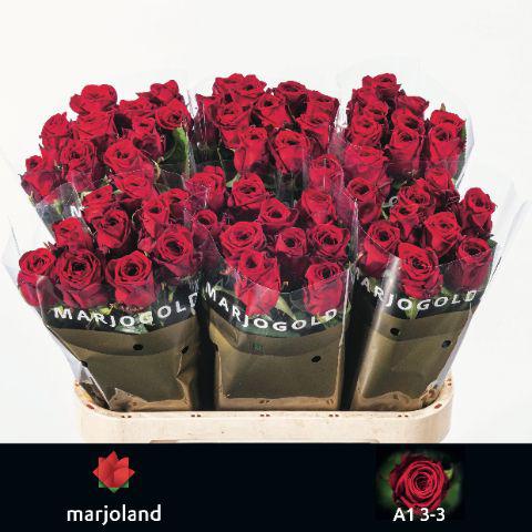 10x Rosa red naomi! 80cm