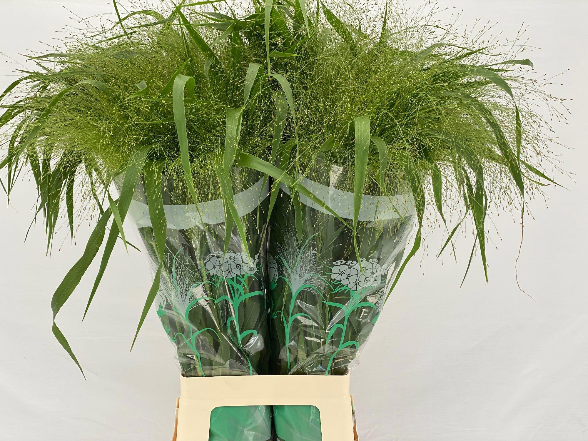 50x Gs panicum fountain 80cm