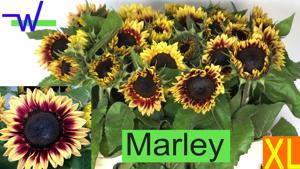 10x Helianth.marley 80cm