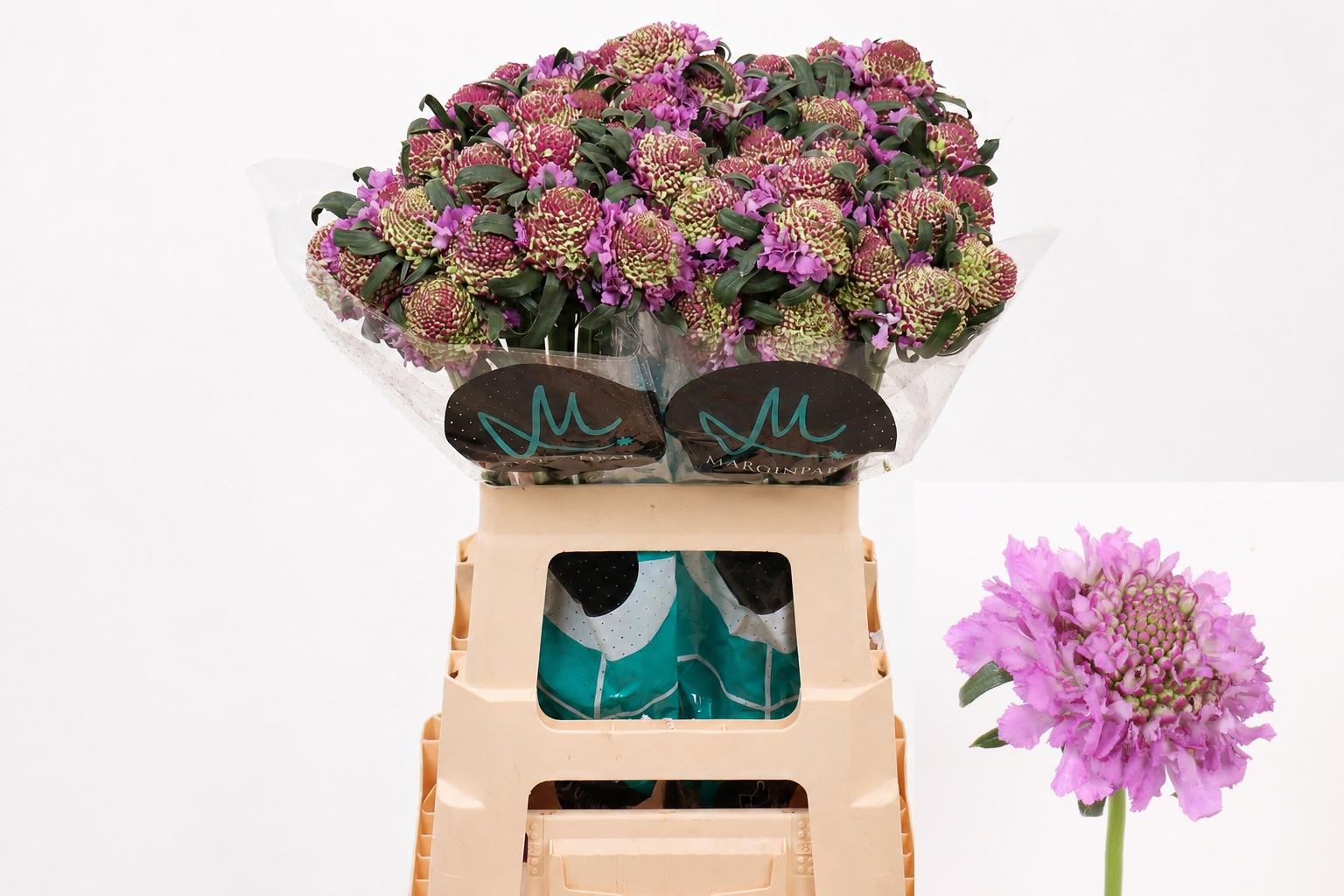 25x Scabiosa bon bon scoop ube 60cm