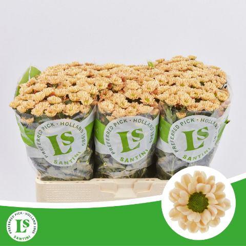 25x Chrysant san.rossi salmon 50cm
