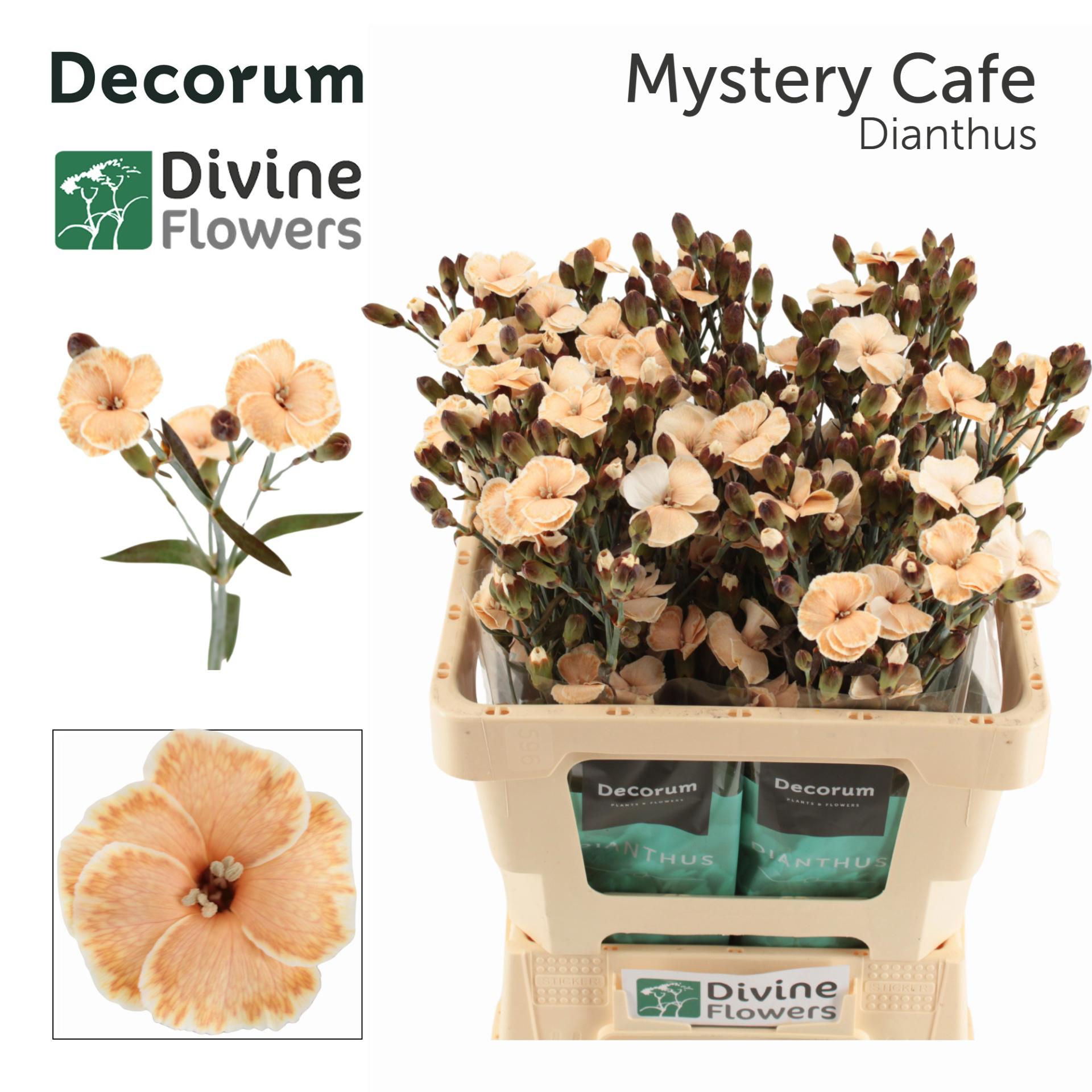 20x Dian.tr. solomio mystery cafe 60cm