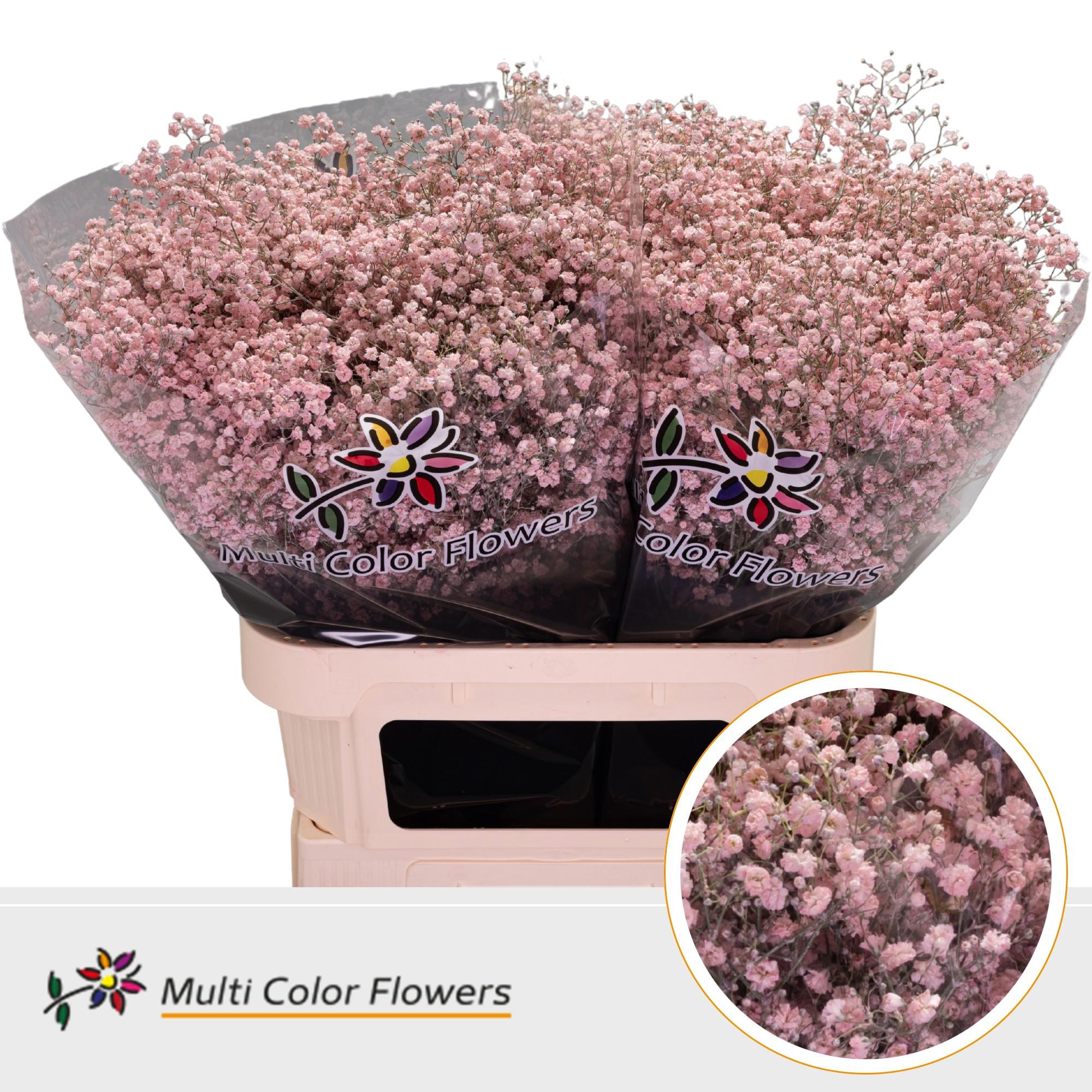25x Gipskruid xlence roze 80cm