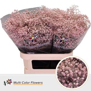 25x Gipskruid xlence roze 80cm
