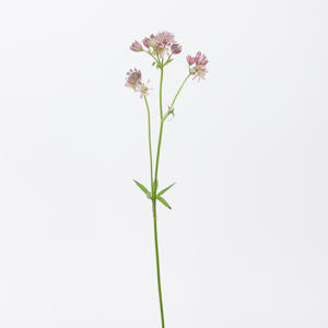 25x Astrantia star of africa 60cm