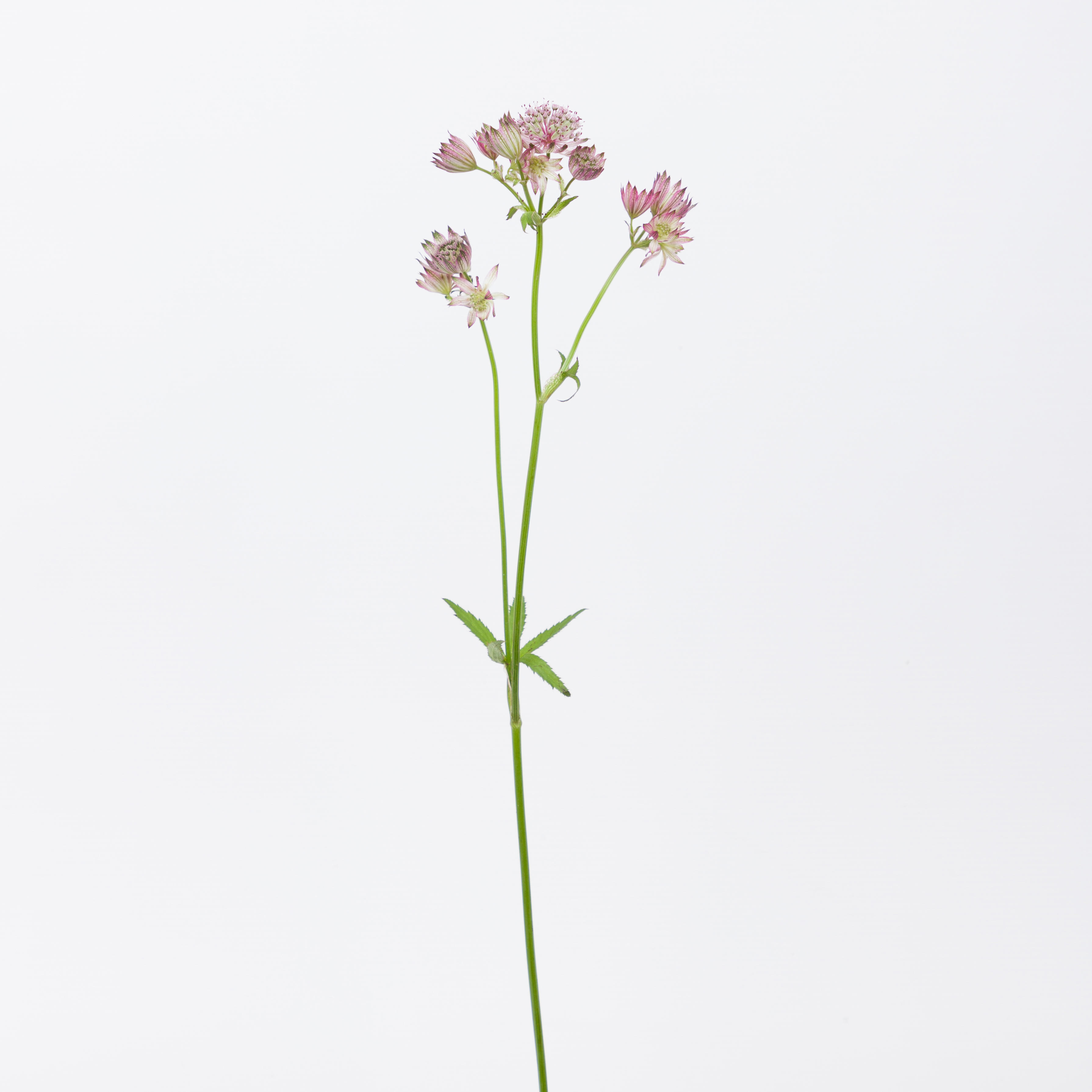 25x Astrantia star of africa 60cm