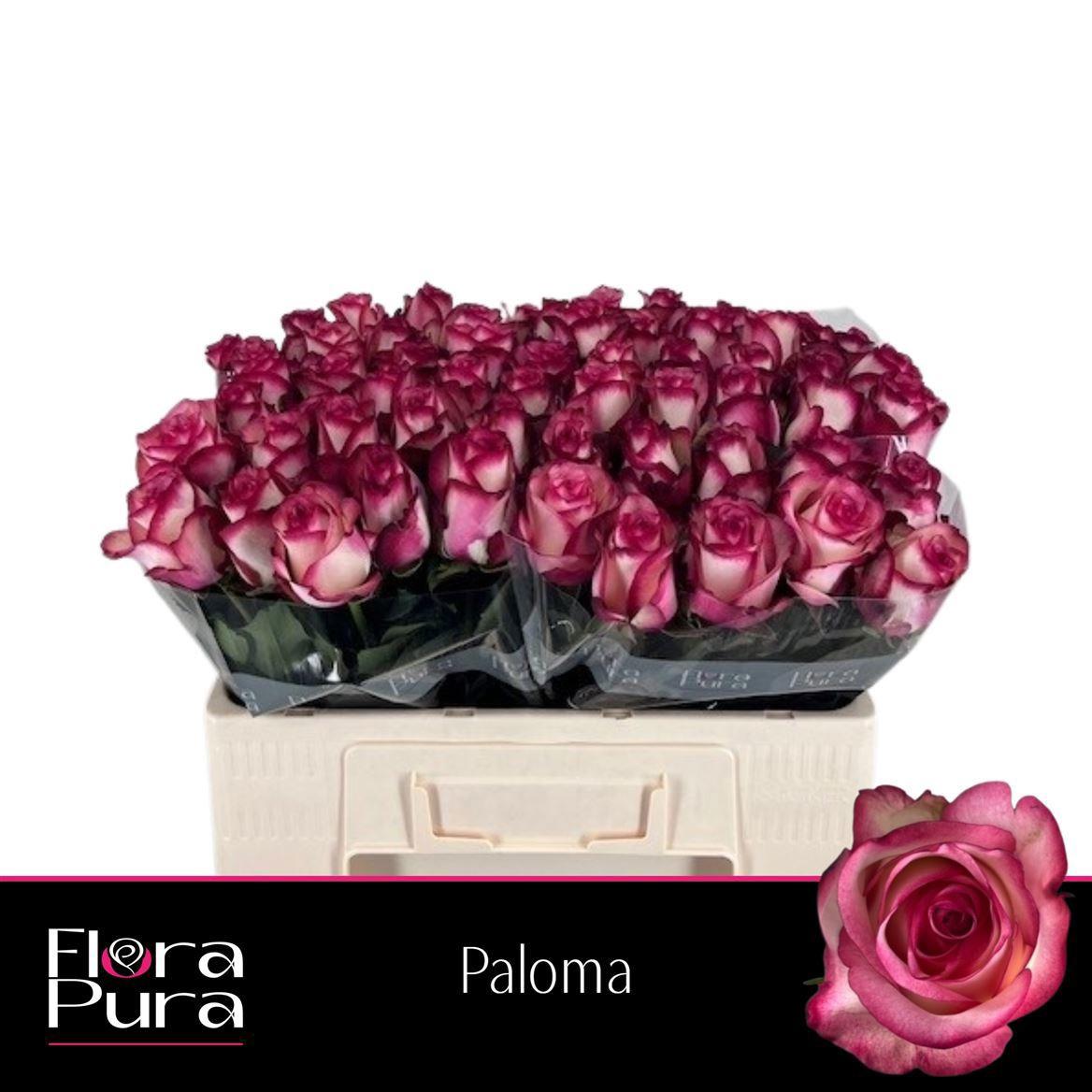 10x Rosa paloma 50cm