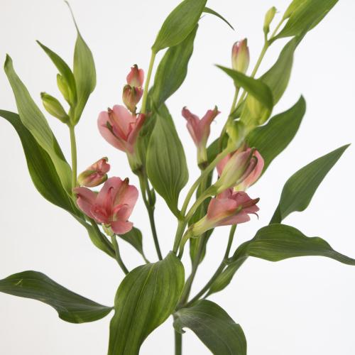 10x Alstroemeria flor.charmelia apricot 70cm