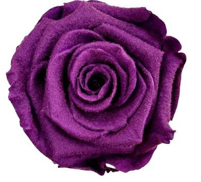 4x Dc pres.rozen teddy lila
