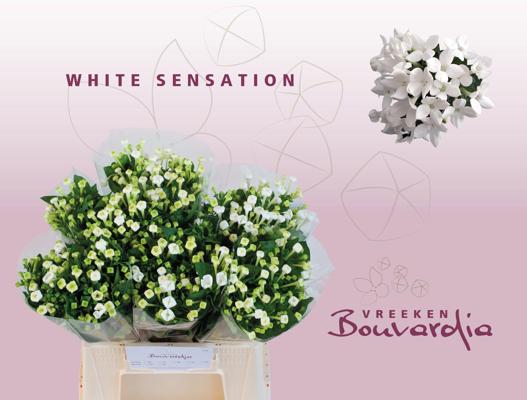 10x Bouv.white sensation 40cm