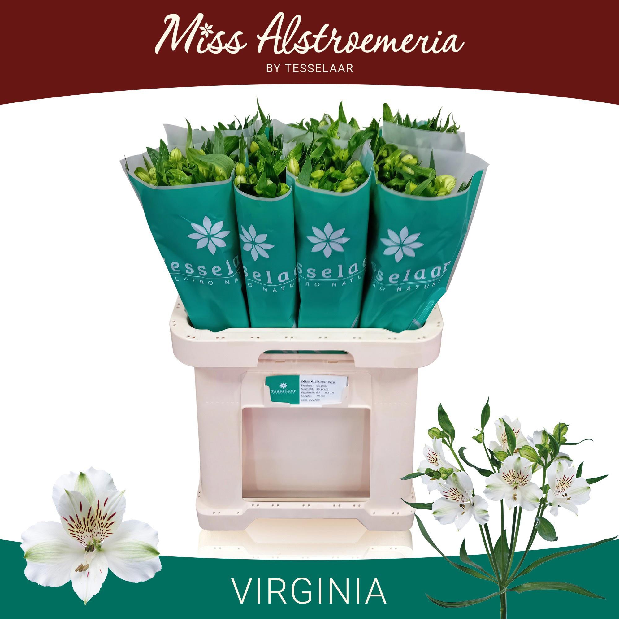 10x Alstroemeria virginia 70cm