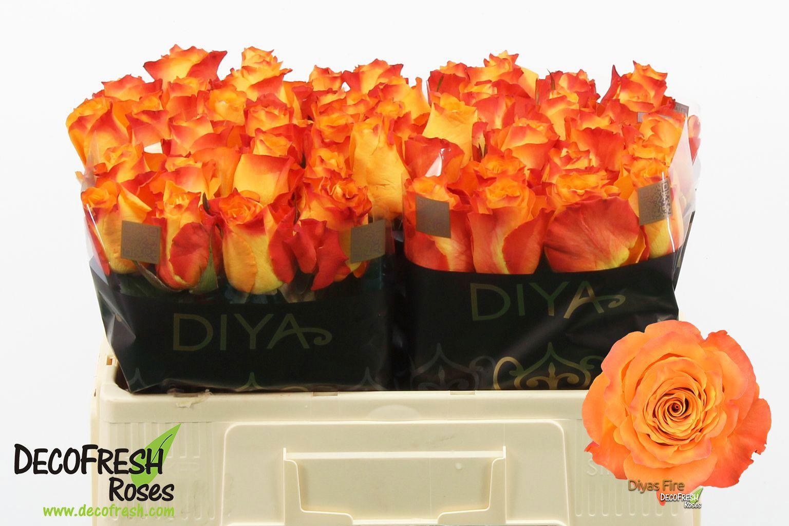 10x Rosa diya's fire 50cm