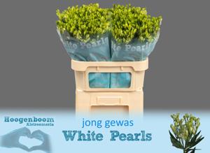 10x Alstroemeria flor.white pearls 70cm