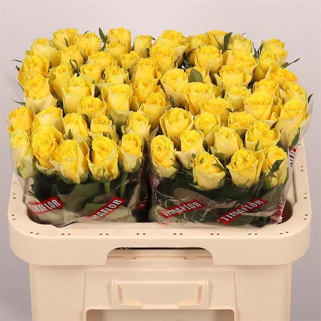 20x Rosa good times 60cm