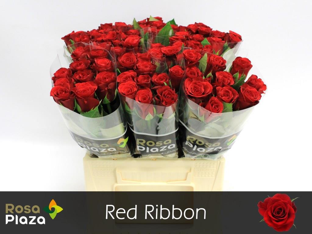 10x Rosa red ribbon 40cm