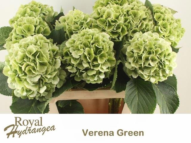 10x Hydr.verena blauw classic 80cm