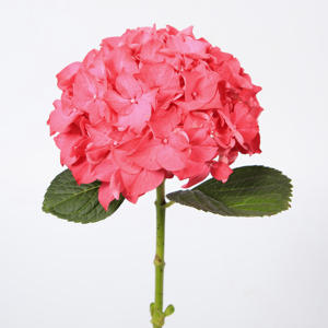 10x Hydr.rodeo rood 60cm