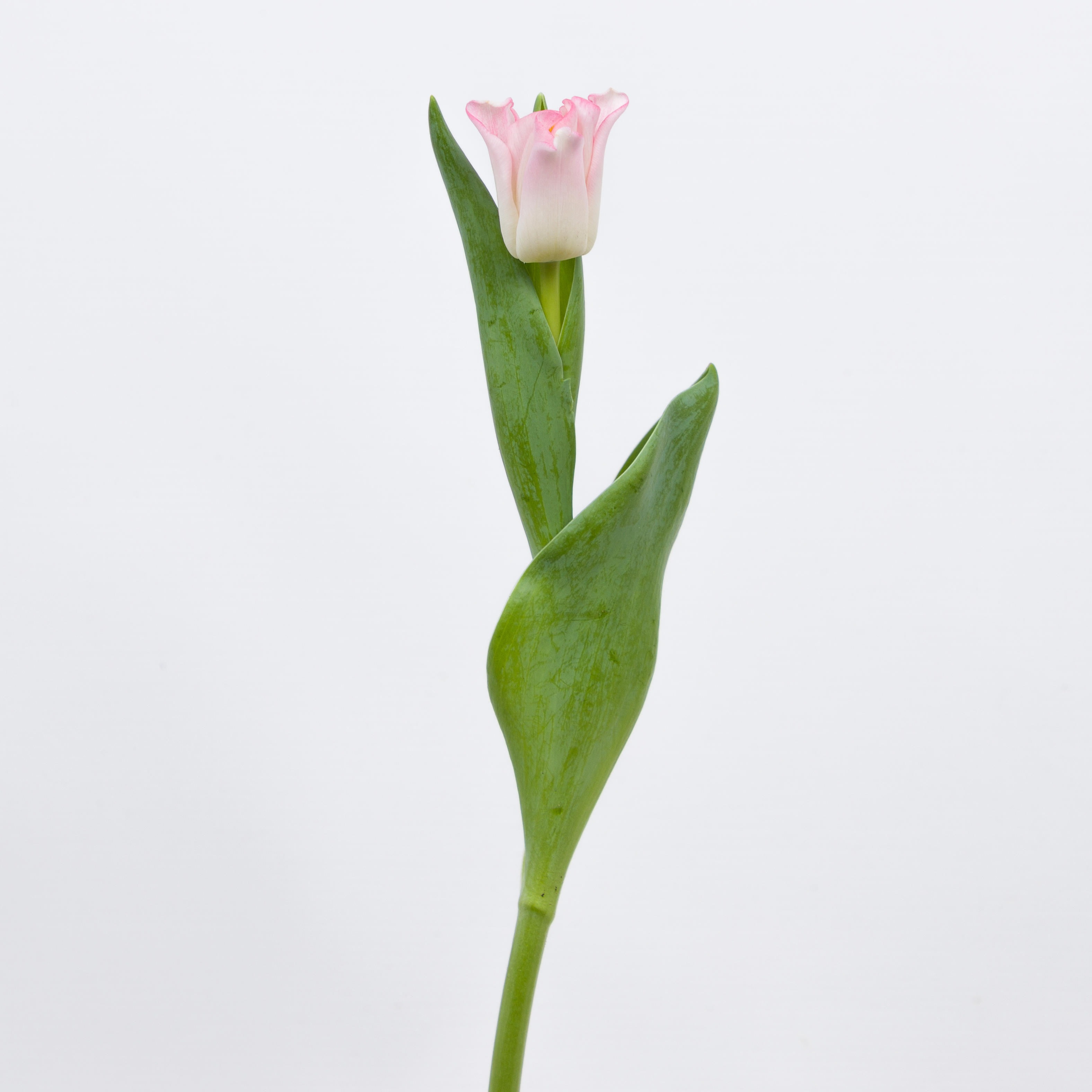 50x Tulipa crown dynasty co 40cm