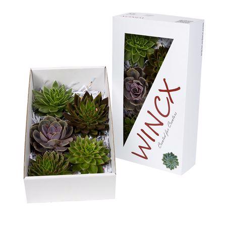 5x Echeveria mix var.wincx 10cm
