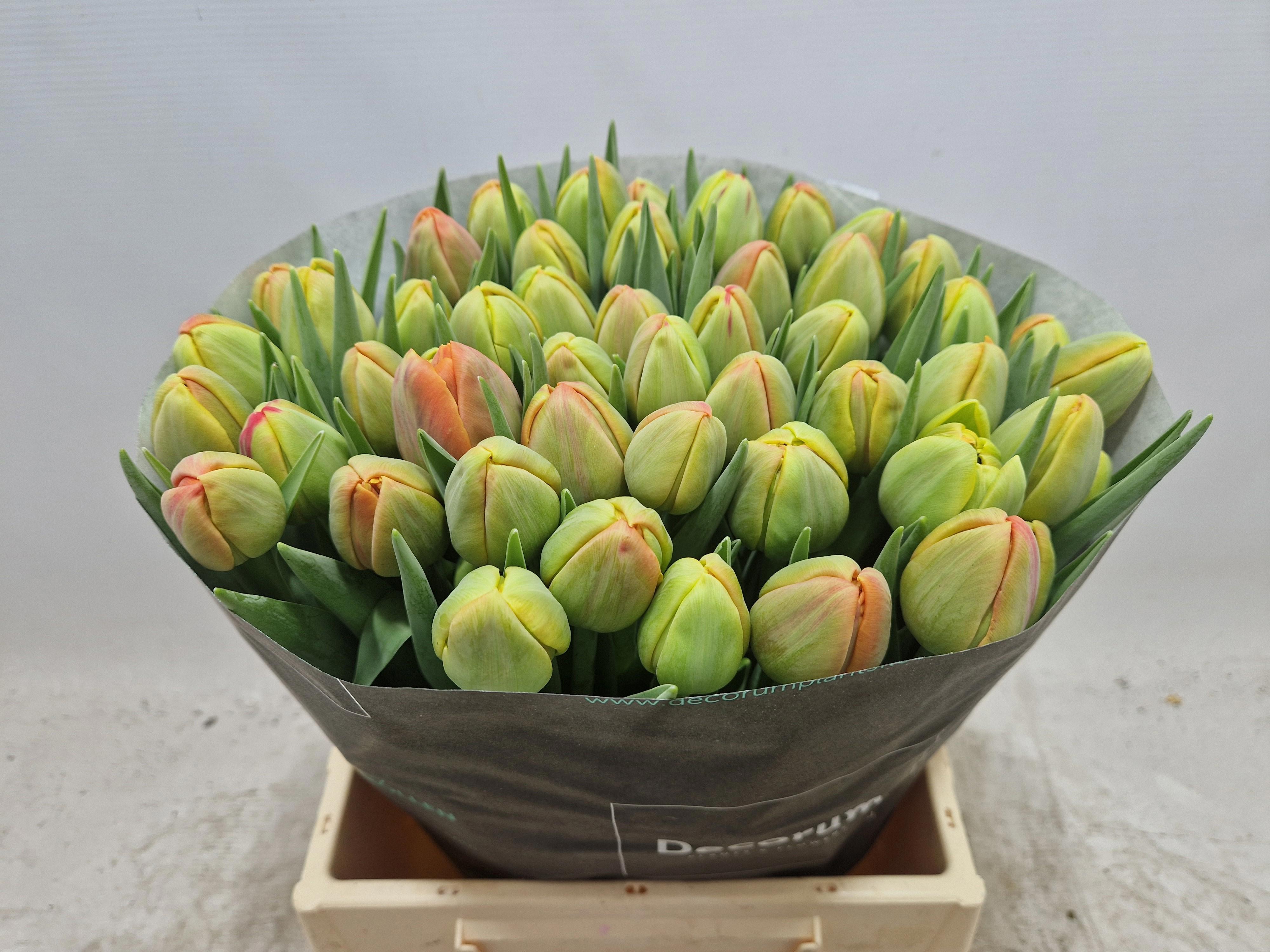50x Tulipa icoon du 40cm
