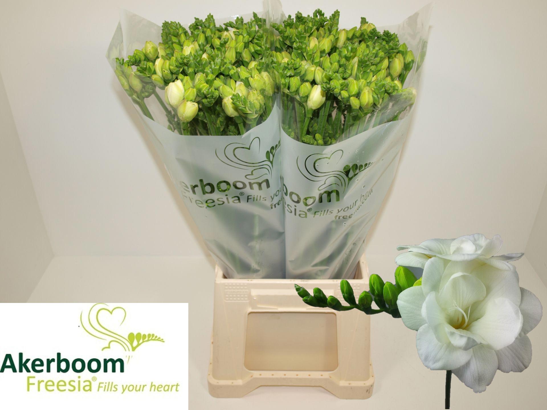 50x Freesia romantic white du 50cm