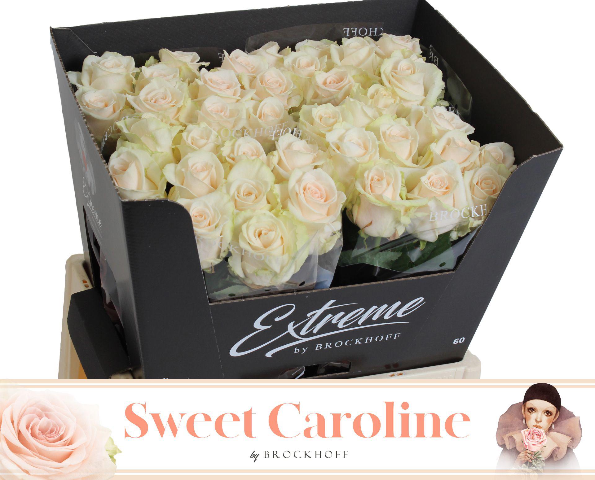 10x Rosa sweet caroline 60cm