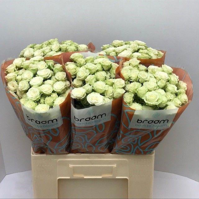 10x Rosa green glow 60cm