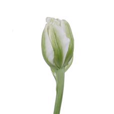 50x Tulipa 5 crème du 30cm