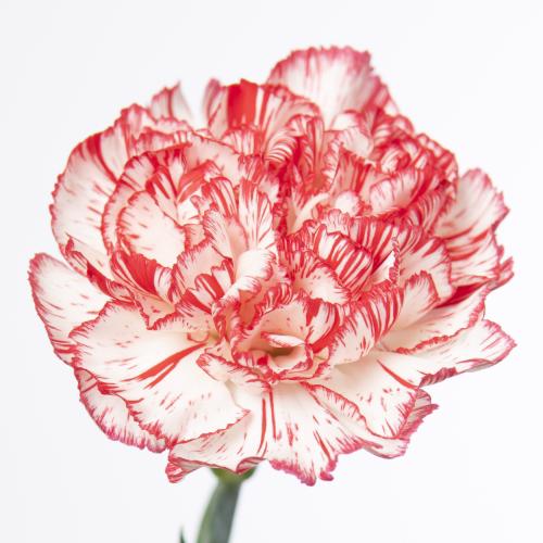 20x Dian.st.coralie 60cm