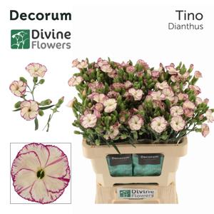 20x Dian.tr.solomio tino 60cm