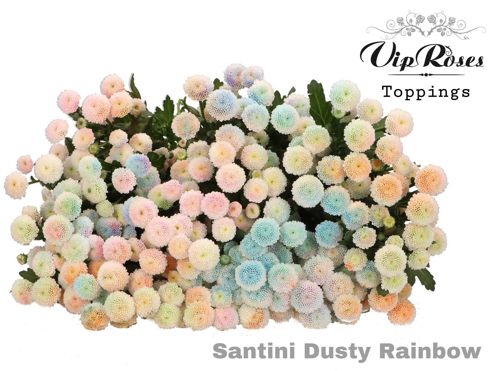 50x Chrysant san. dusty rainbow 50cm