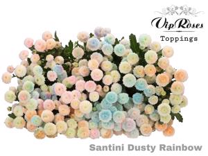 50x Chrysant san. dusty rainbow 50cm