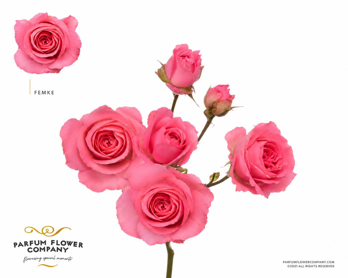 12x Rosa femke 50cm