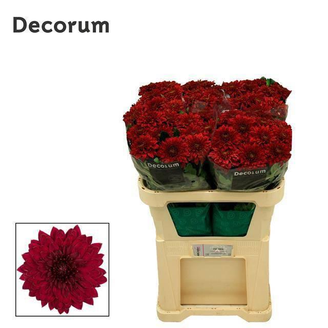 10x Chrysant monza 70cm
