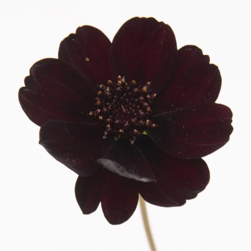 50x Cosmos black beauty 60cm