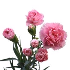 20x Dian.tr. - roze 60cm