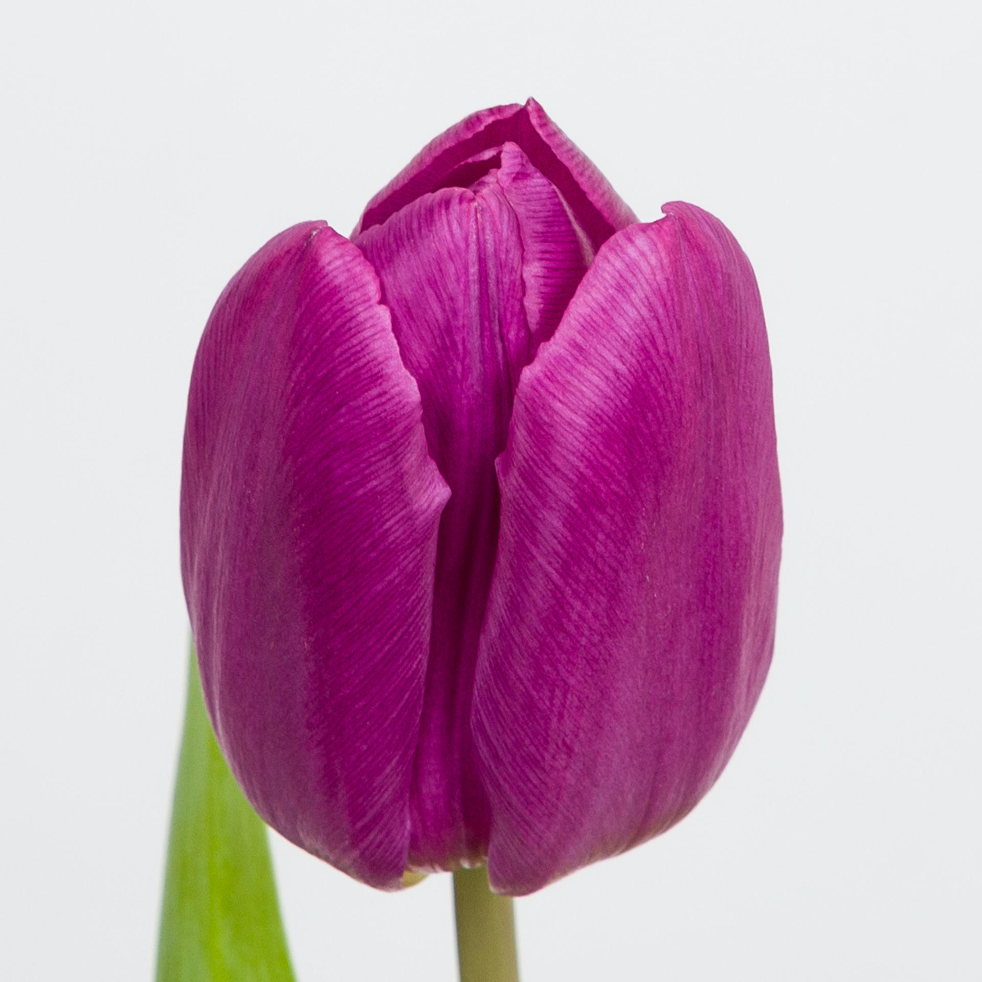 50x Tulipa purple prince en 30cm