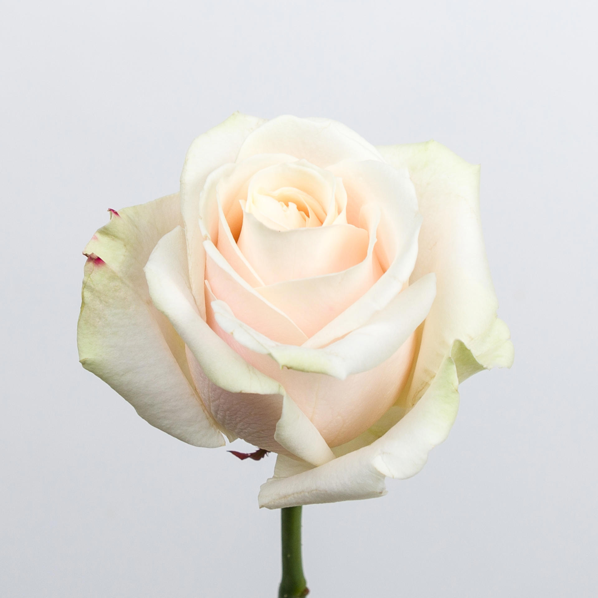 10x Rosa lovely avalanche 60cm