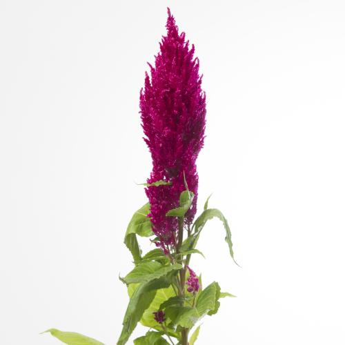 10x Cel.pl.century purple rose 50cm